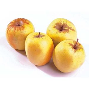 POMME TENTATION 6,5K